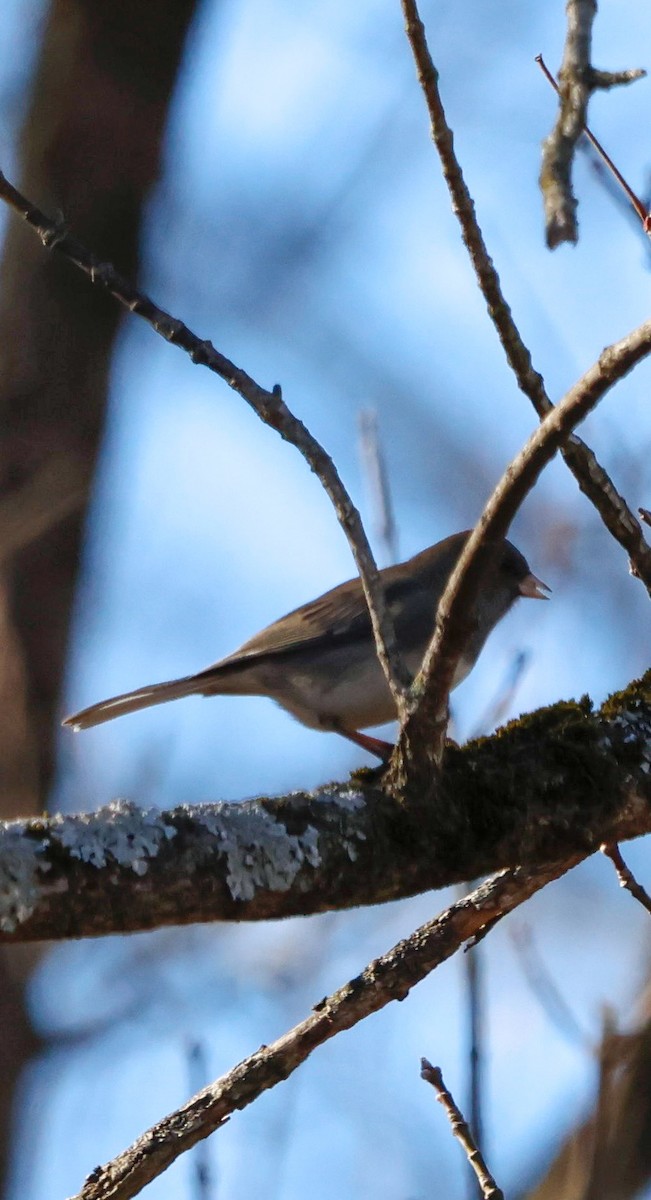 Junco ardoisé - ML647240961