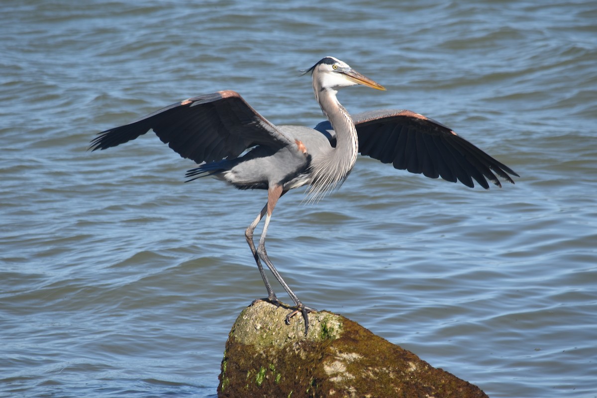 Great Blue Heron - ML647240962