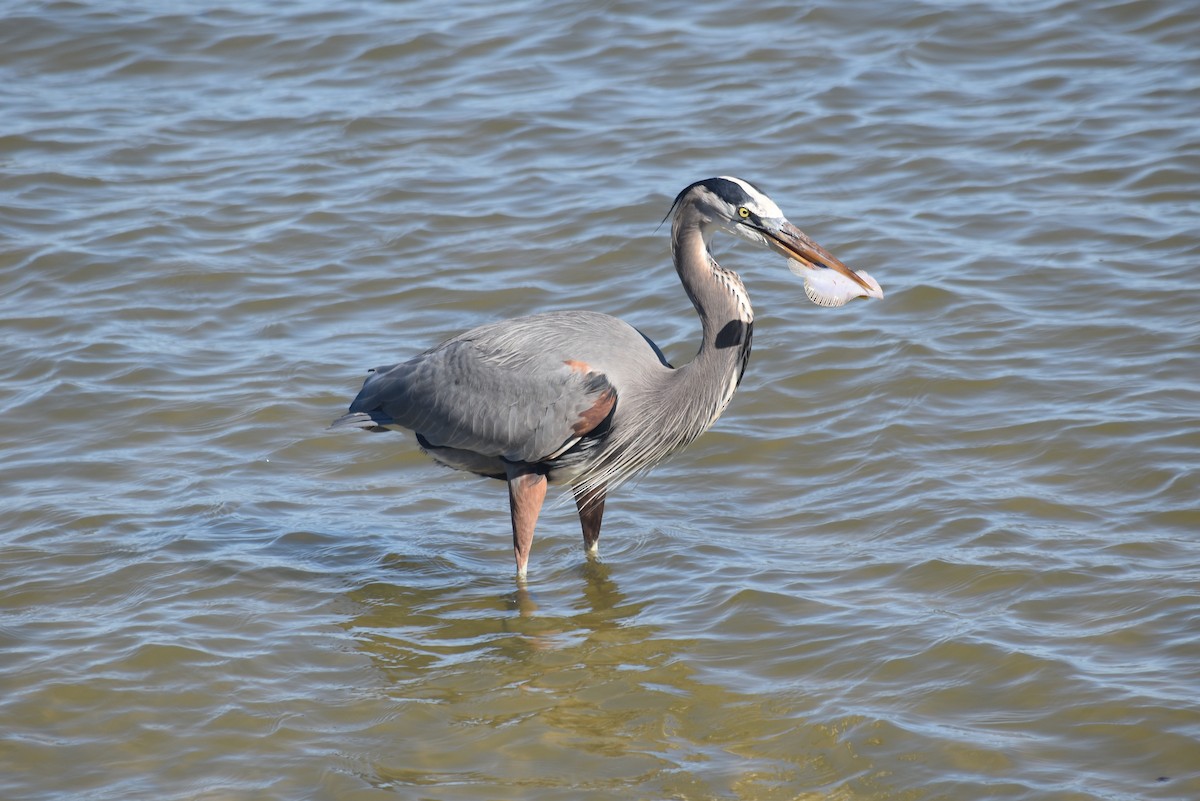 Great Blue Heron - ML647240963