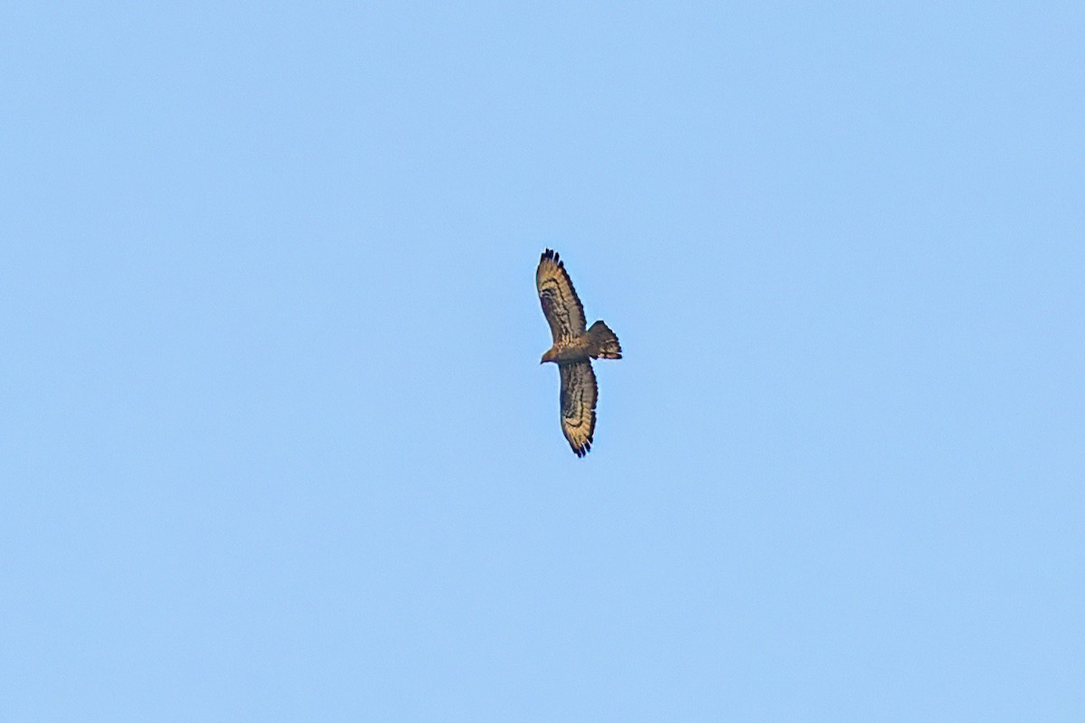 European Honey-buzzard - ML647240969
