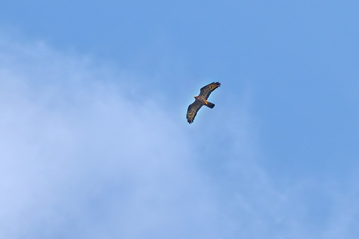 European Honey-buzzard - ML647240976