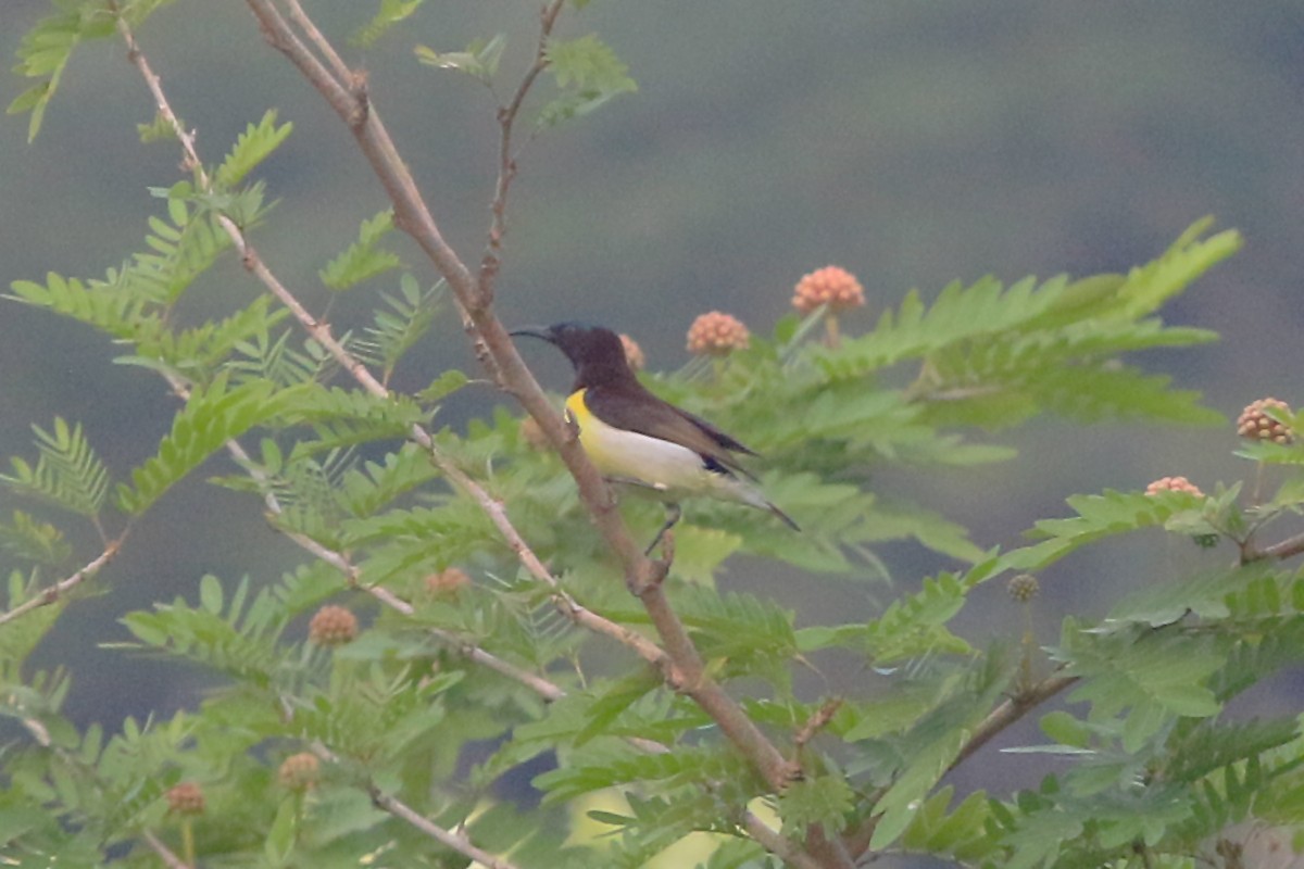 Purple-rumped Sunbird - ML647240986