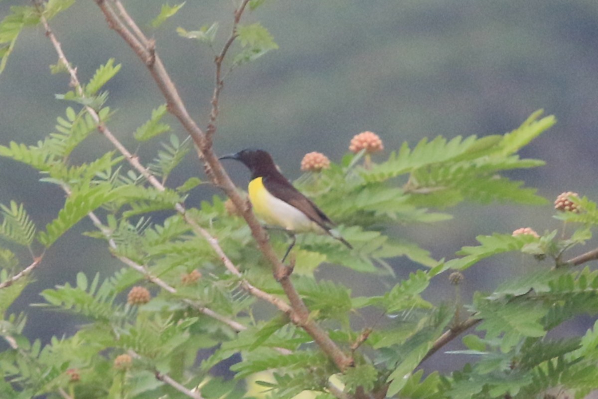 Purple-rumped Sunbird - ML647240987
