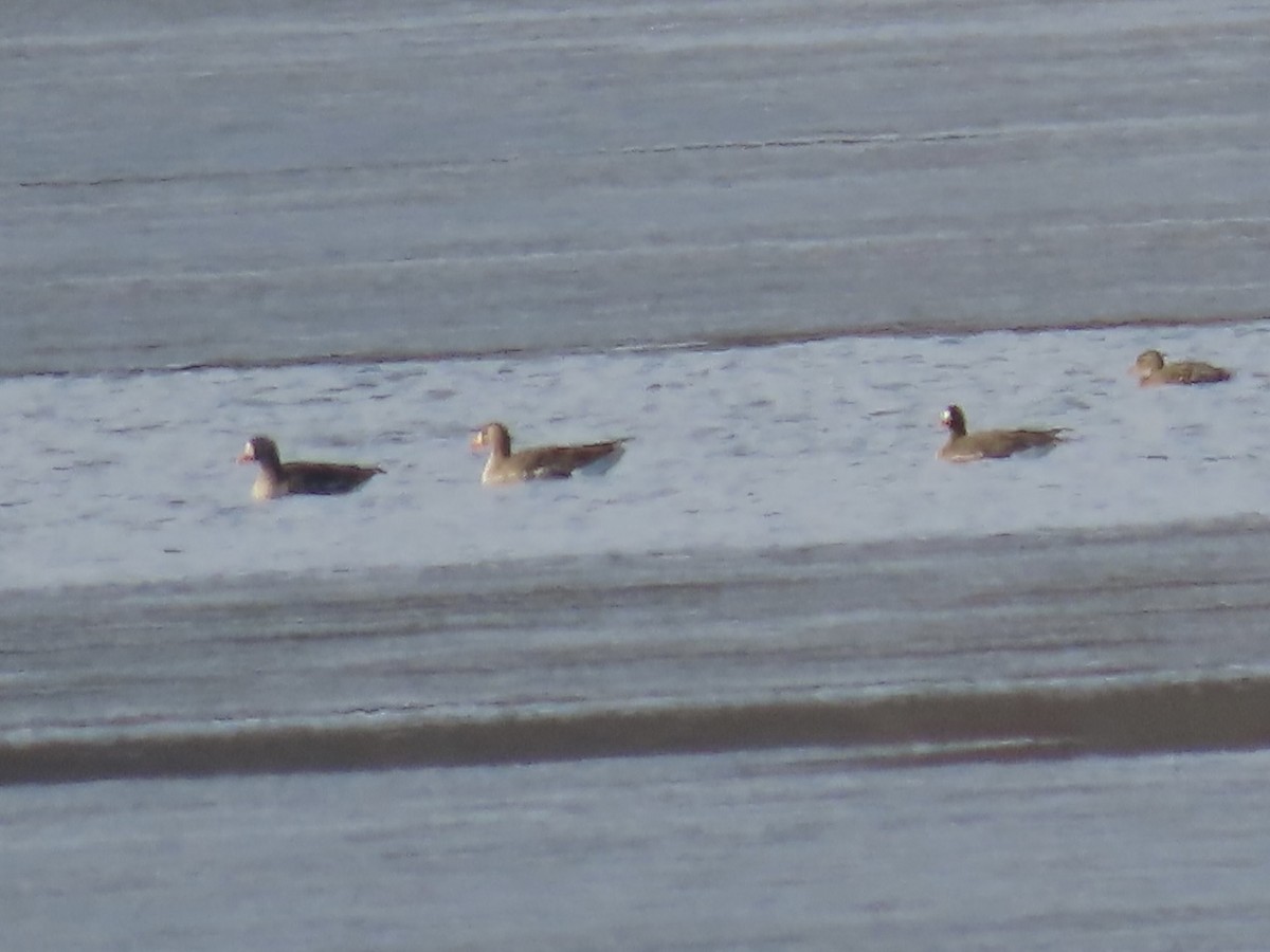 Гуска білолоба - ML647240989