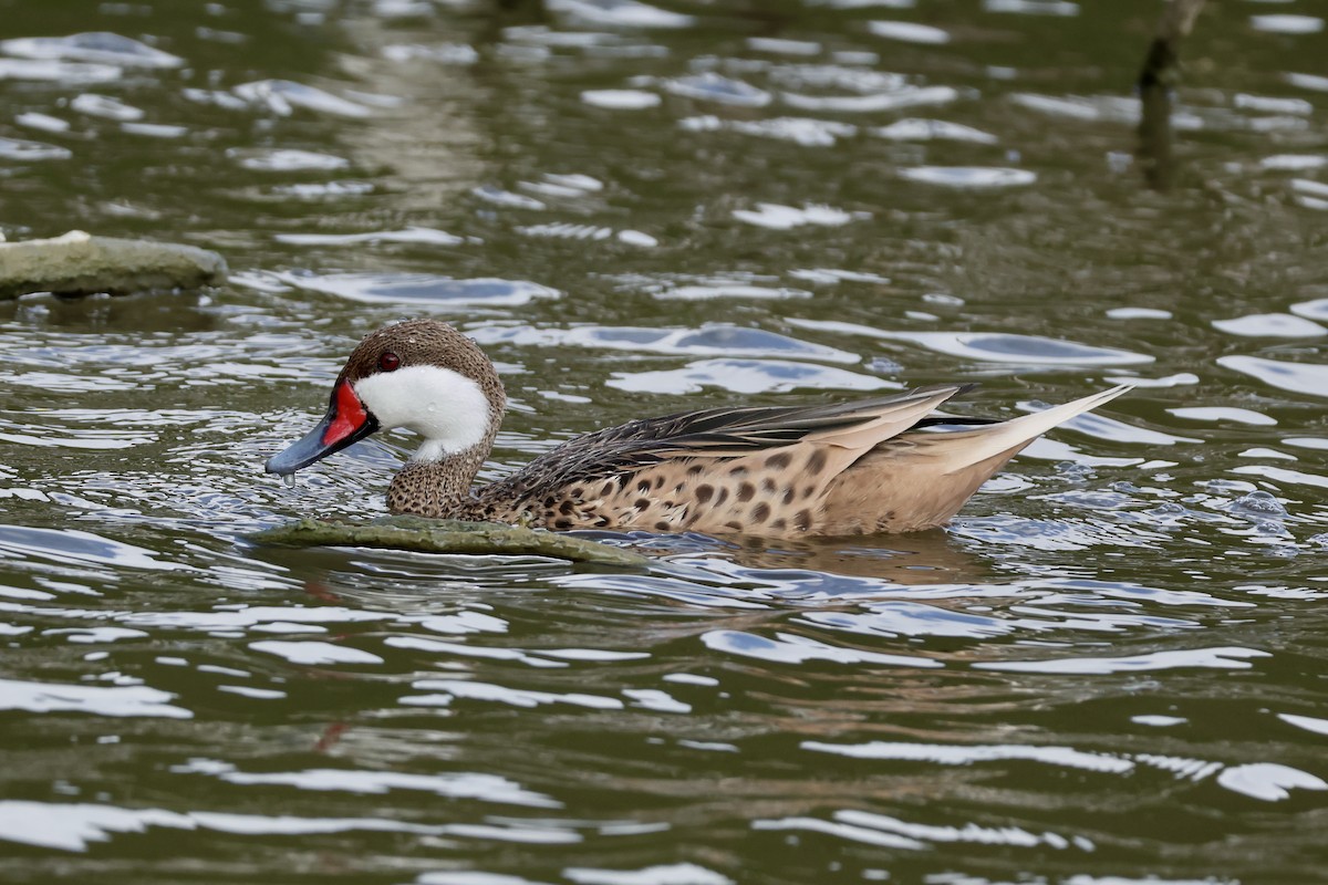 White-cheeked Pintail - ML647240992
