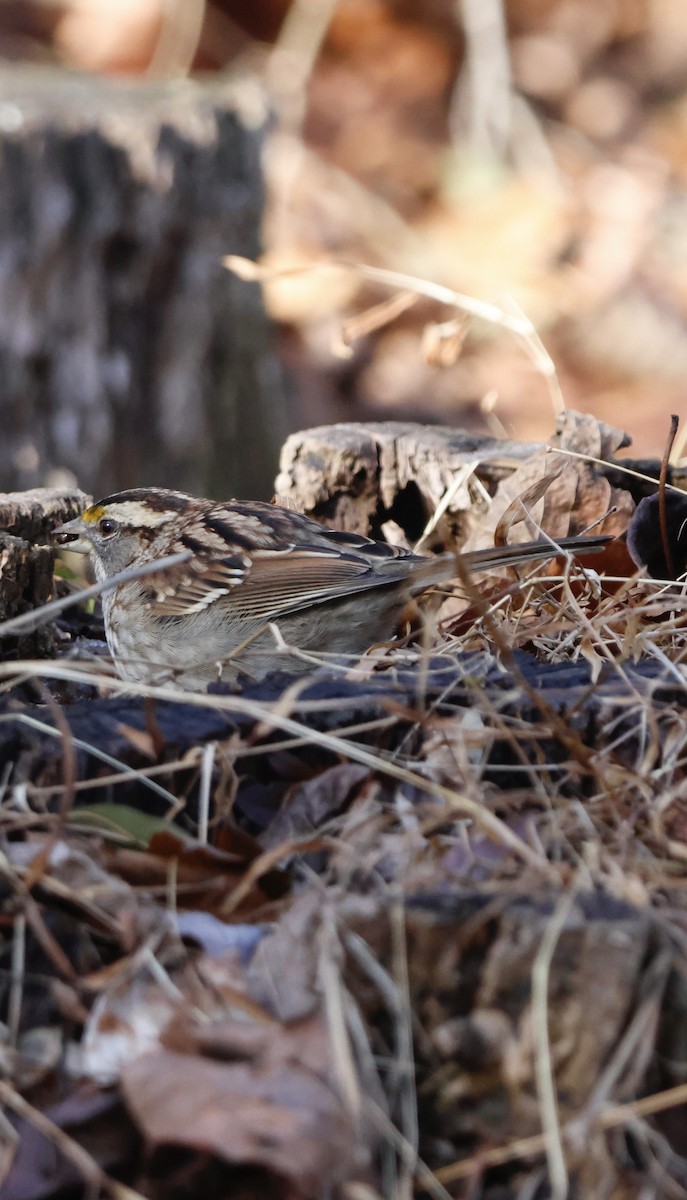 Bruant à gorge blanche - ML647240993
