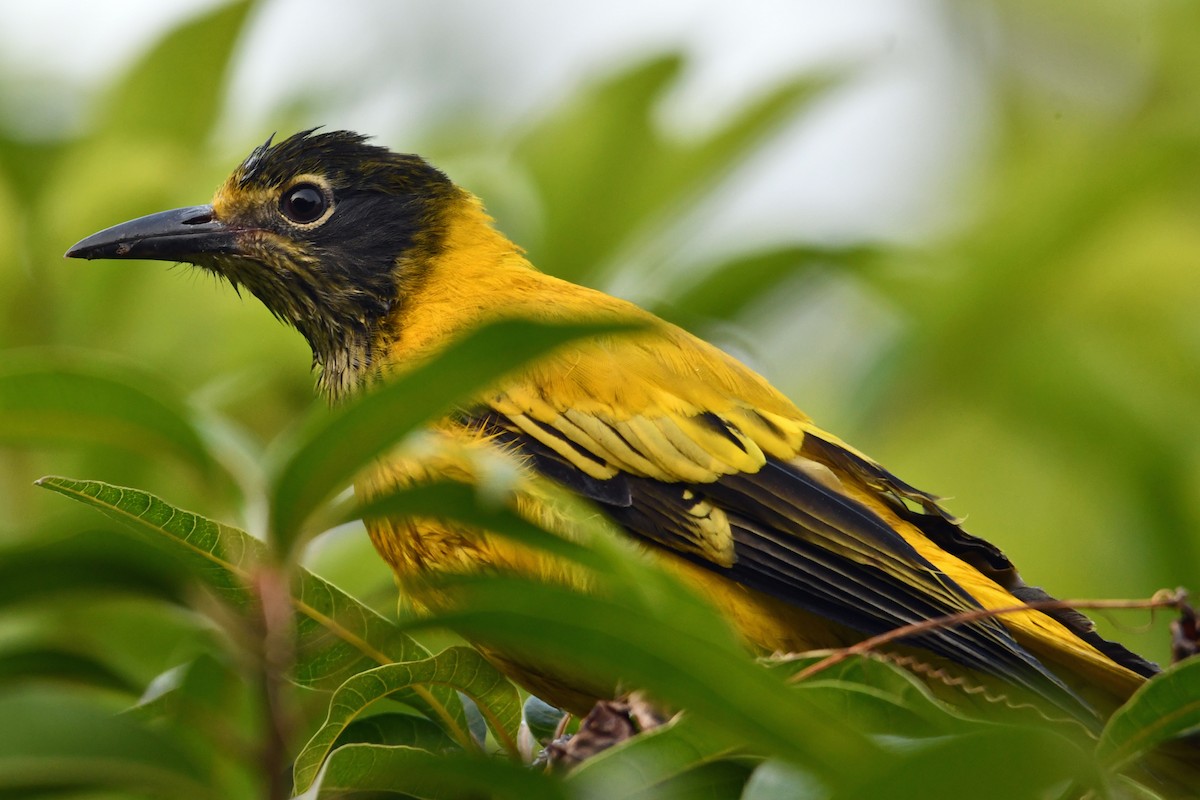 Black-hooded Oriole - ML647241002
