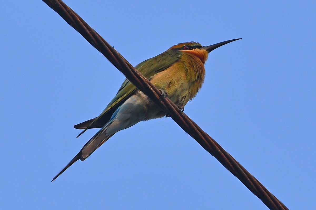 Blue-tailed Bee-eater - ML647241011