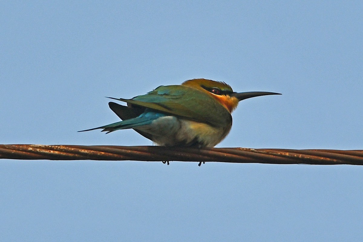 Blue-tailed Bee-eater - ML647241014