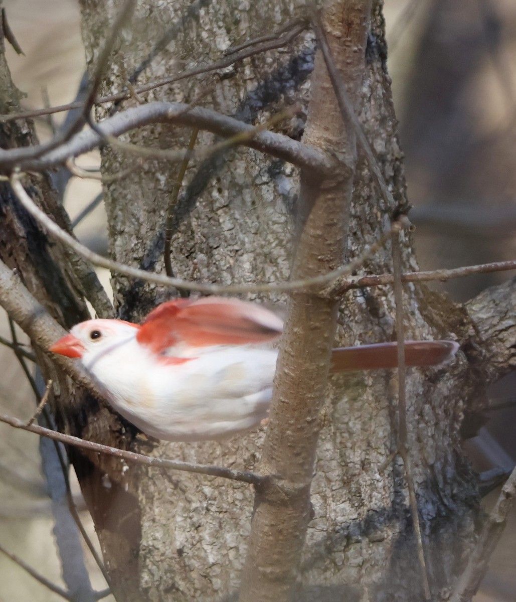 Cardinal rouge - ML647241015