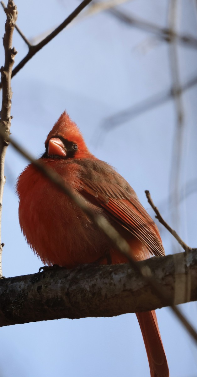 Cardinal rouge - ML647241016