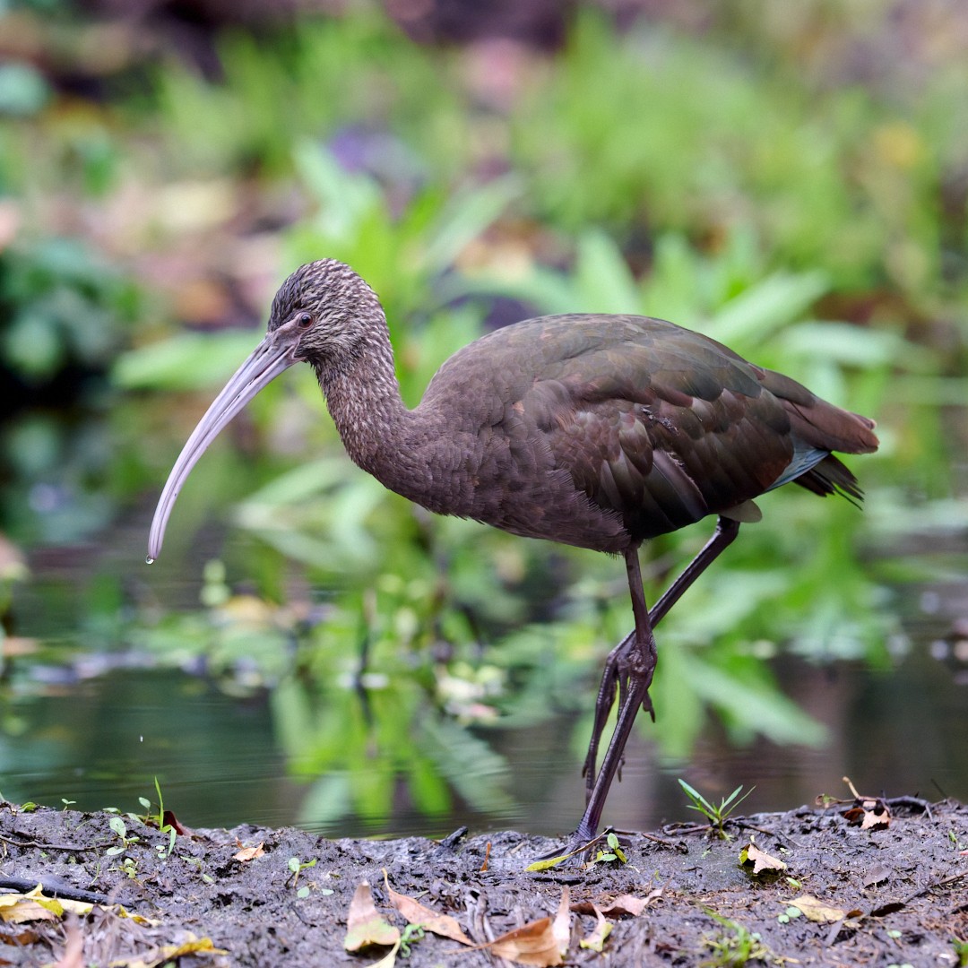 Beltzaran musuzuria - ML647241023