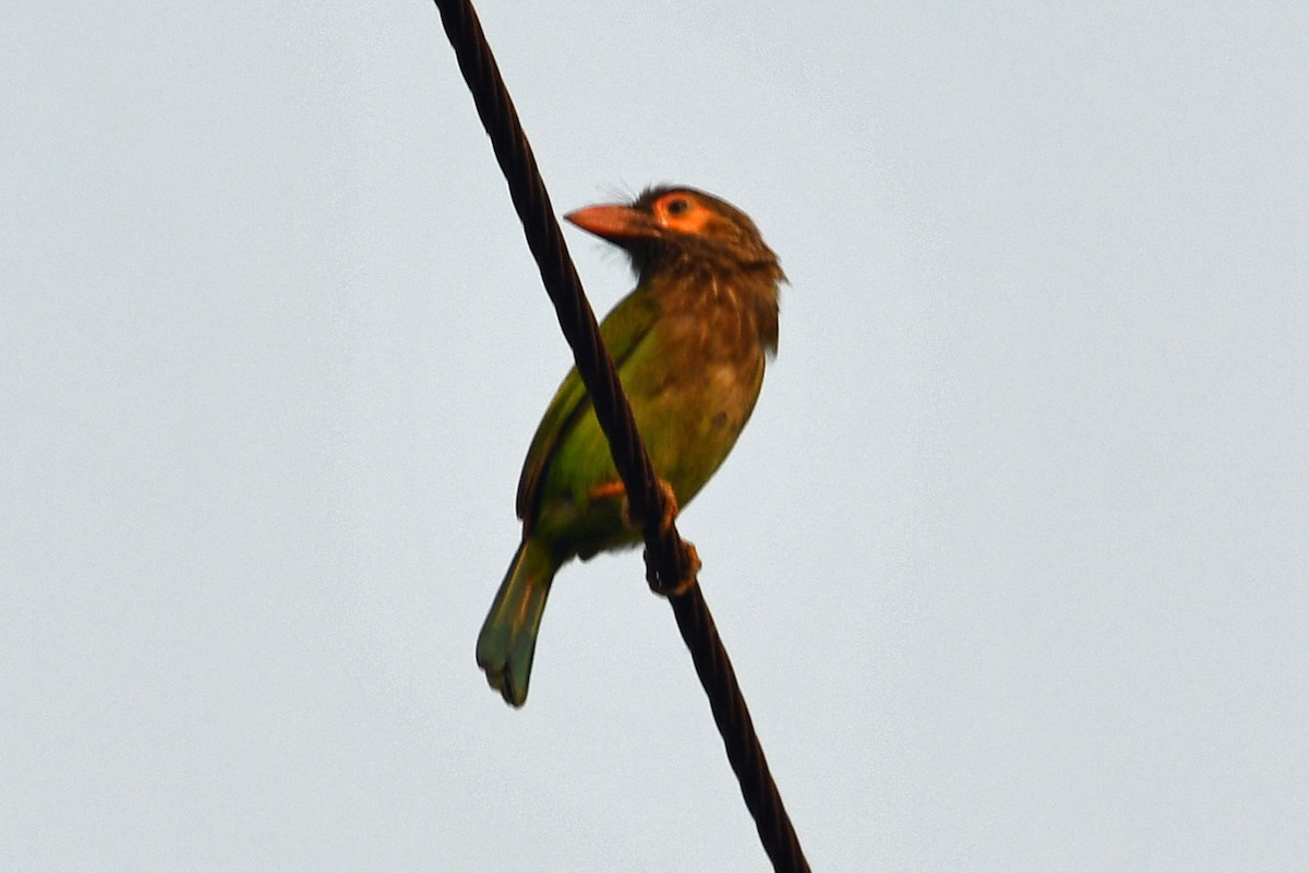 Brown-headed Barbet - ML647241024