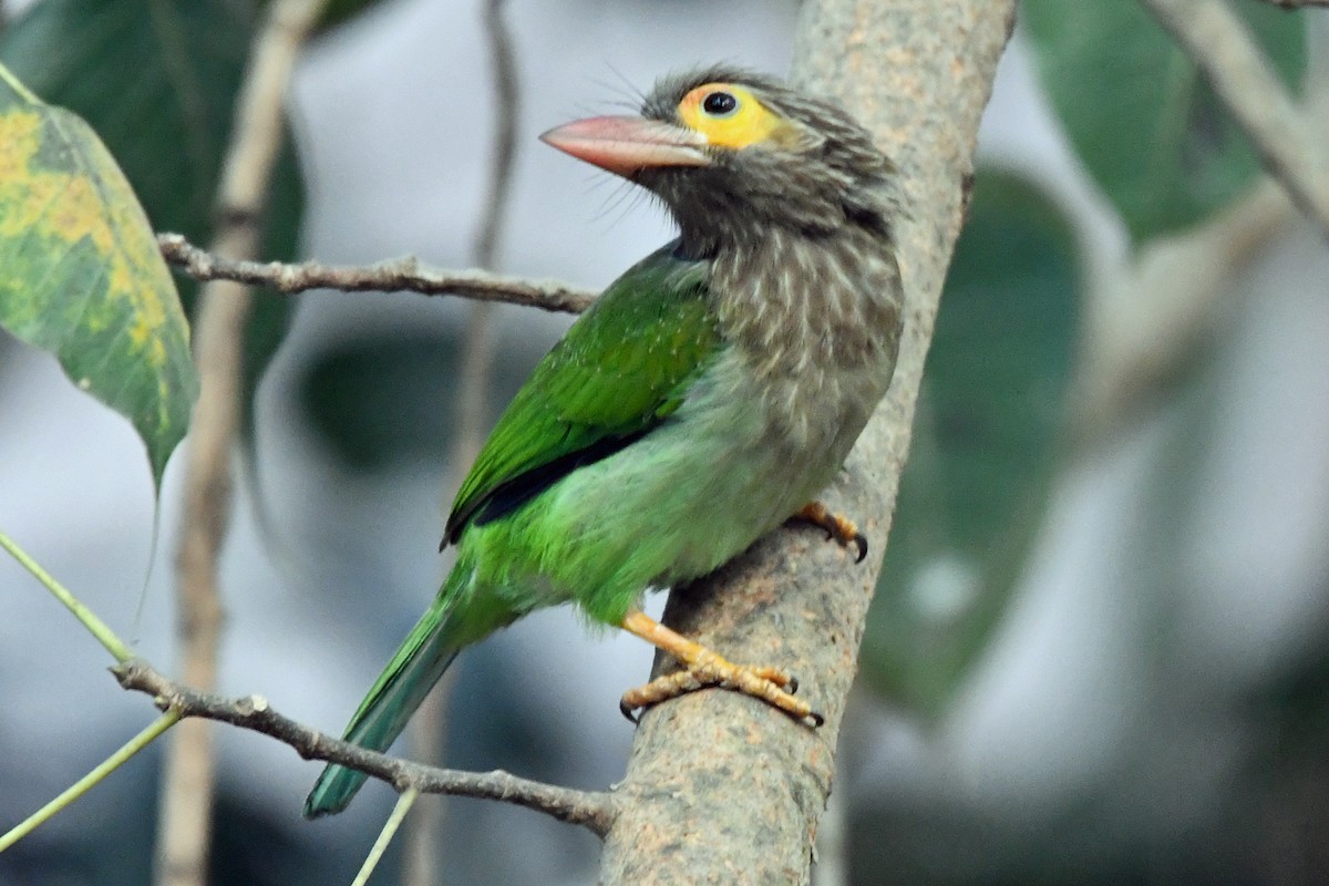 Brown-headed Barbet - ML647241025