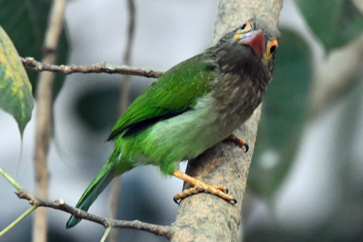 Brown-headed Barbet - ML647241026