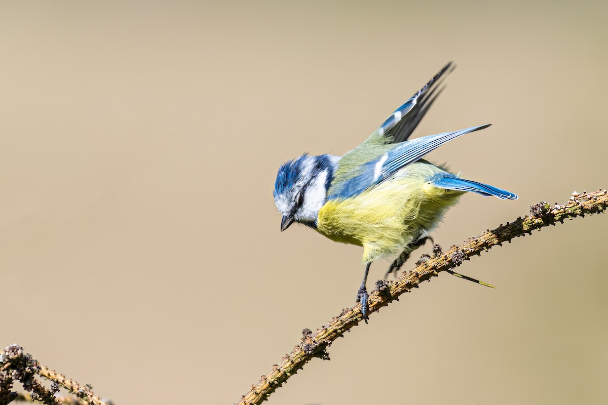 Herrerillo Común - ML647241028