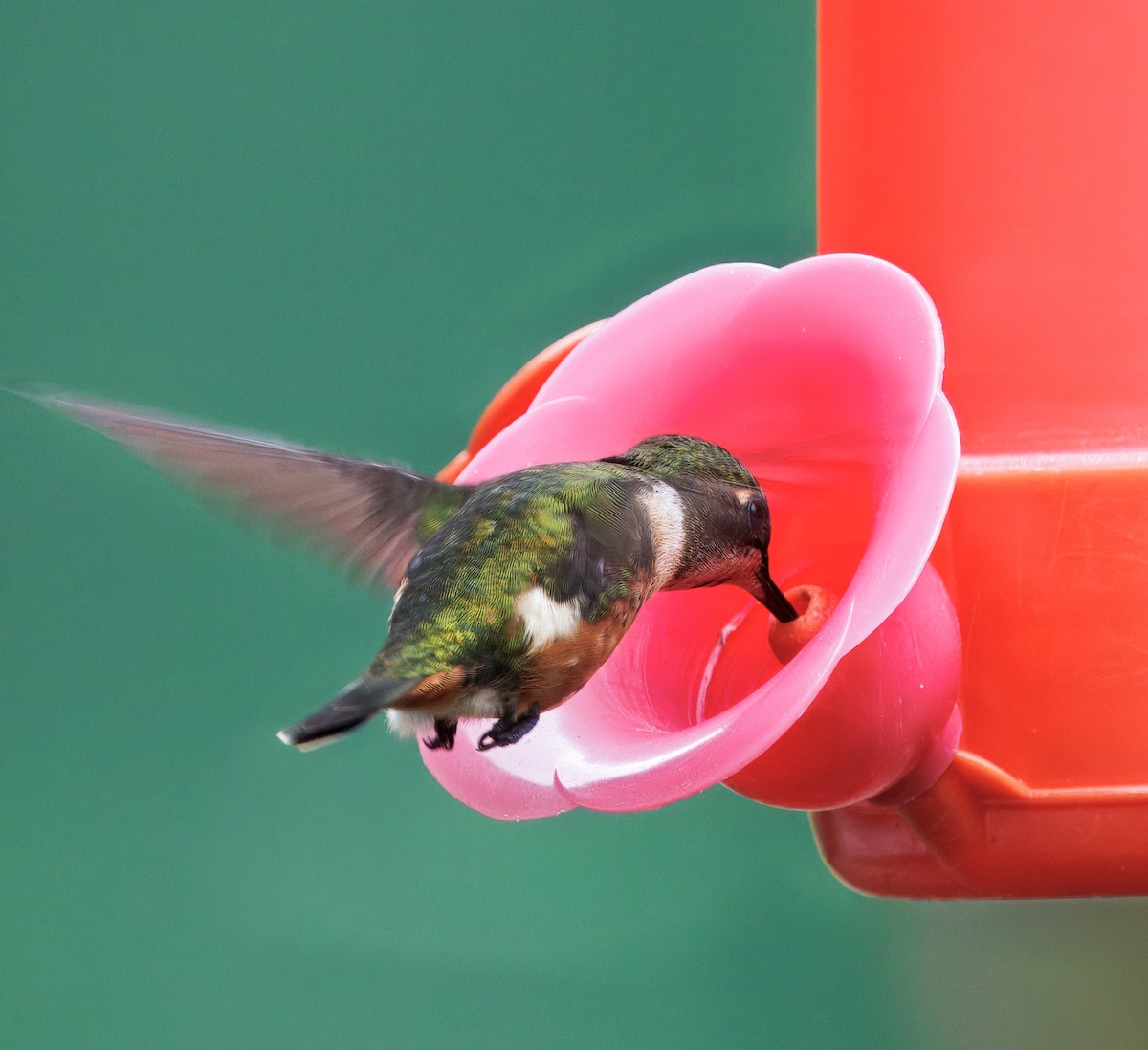 Magenta-throated Woodstar - ML647241043
