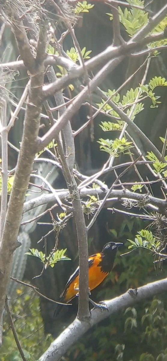 Трупіал венесуельський - ML647241046