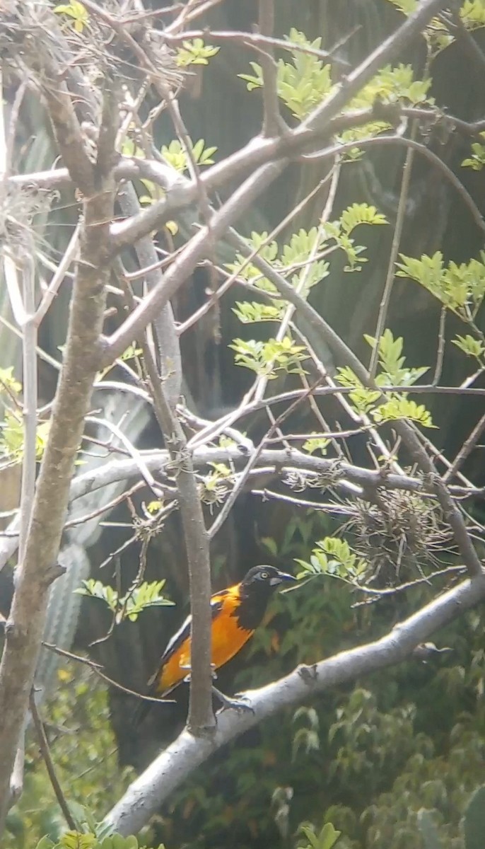 Трупіал венесуельський - ML647241047