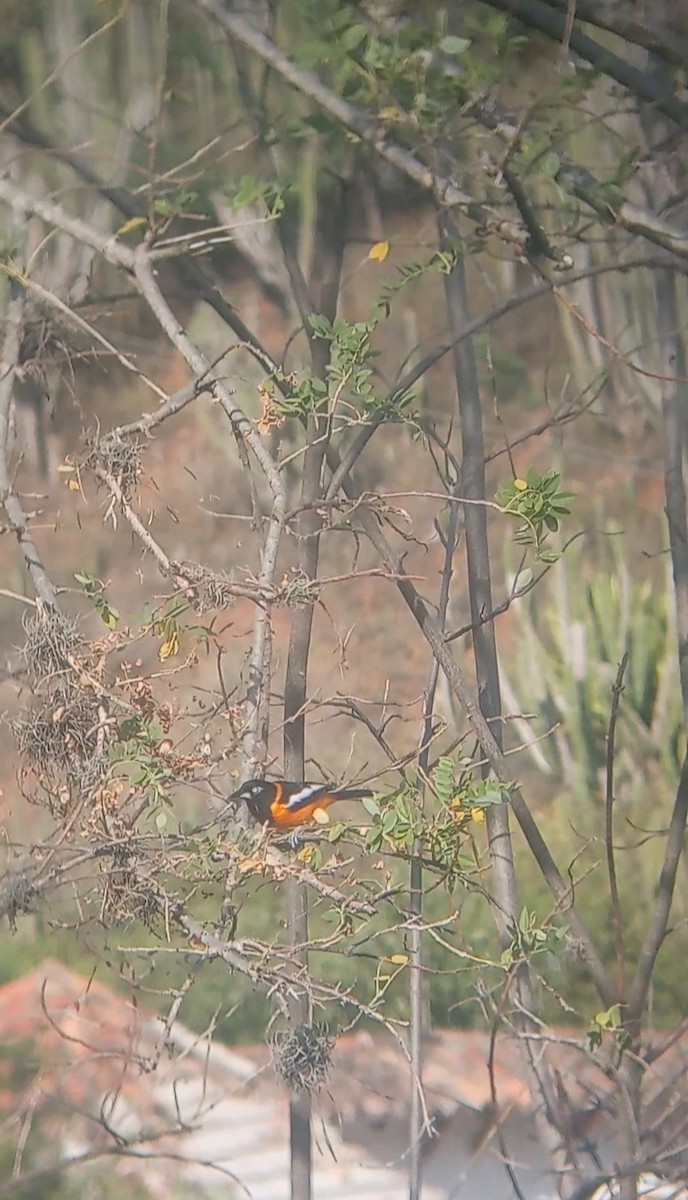 Трупіал венесуельський - ML647241048