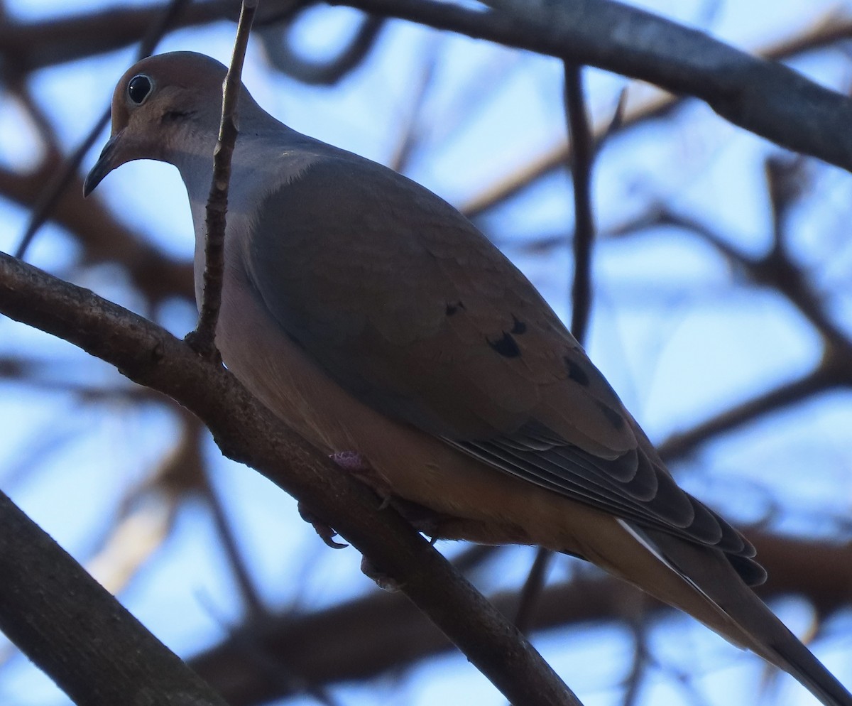 Зенаїда північна - ML647241056