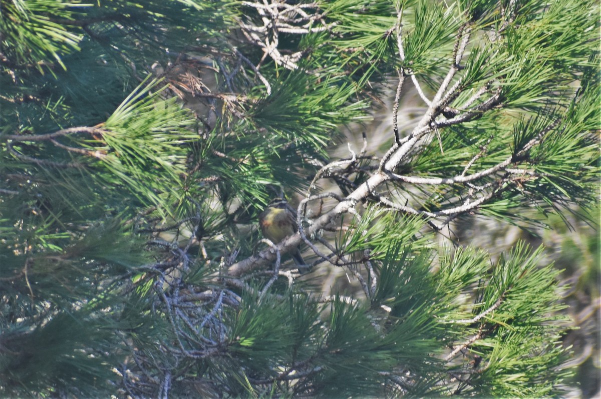 Вівсянка городня - ML647241057