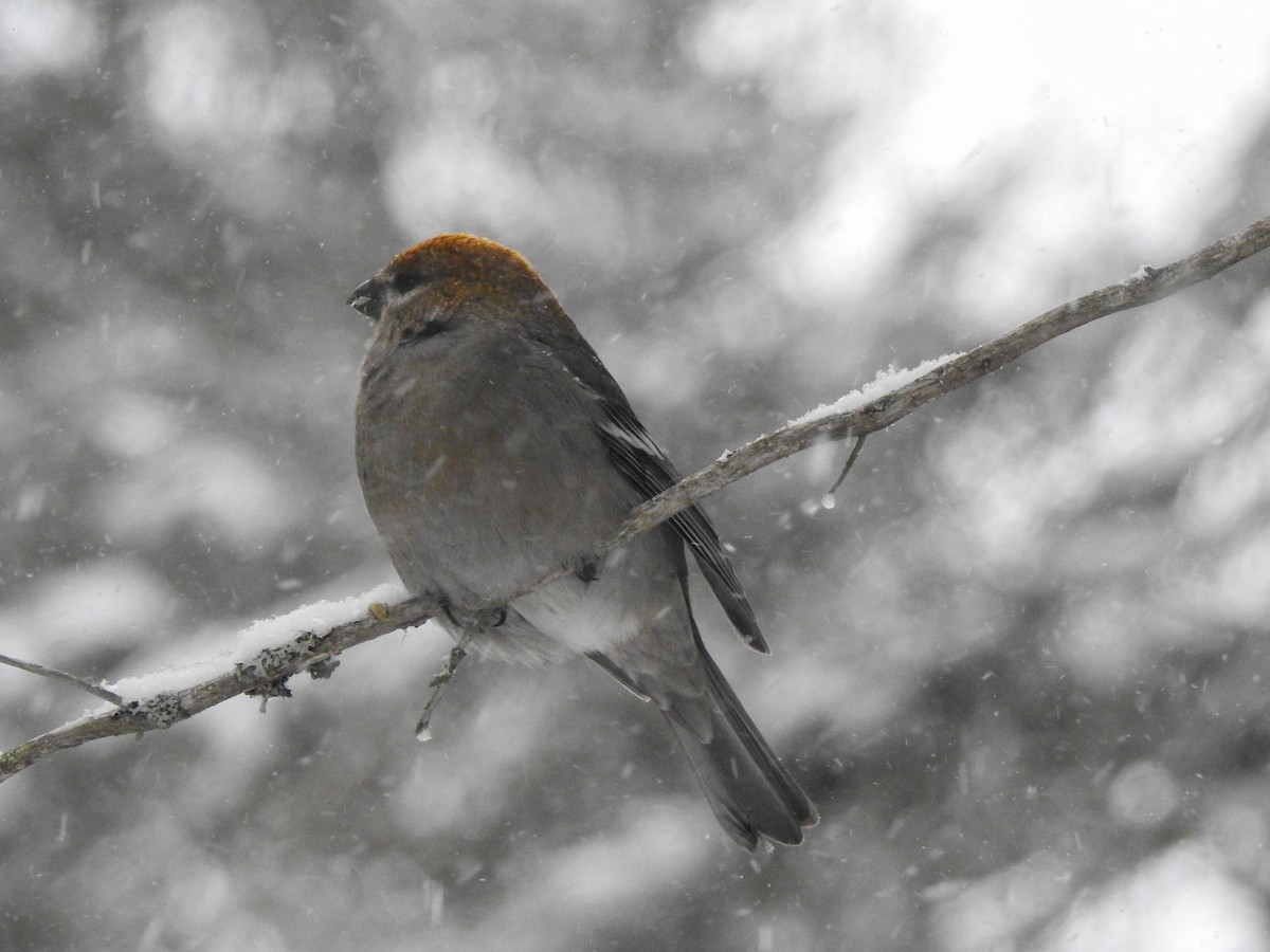 Смеречник тайговий - ML647241058