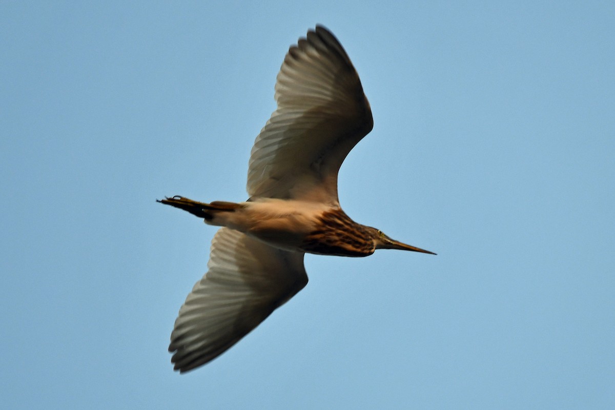 Чапля індійська - ML647241059