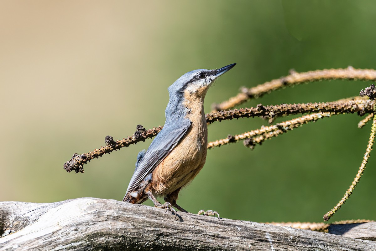 Повзик звичайний - ML647241060