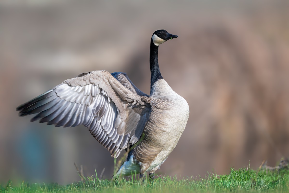 Казарка канадська - ML647241061