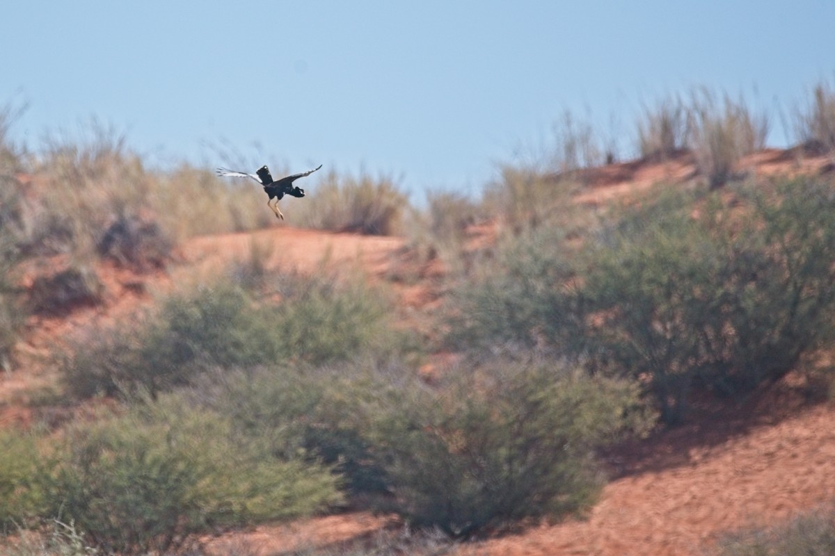 Дрохва світлокрила - ML647241063