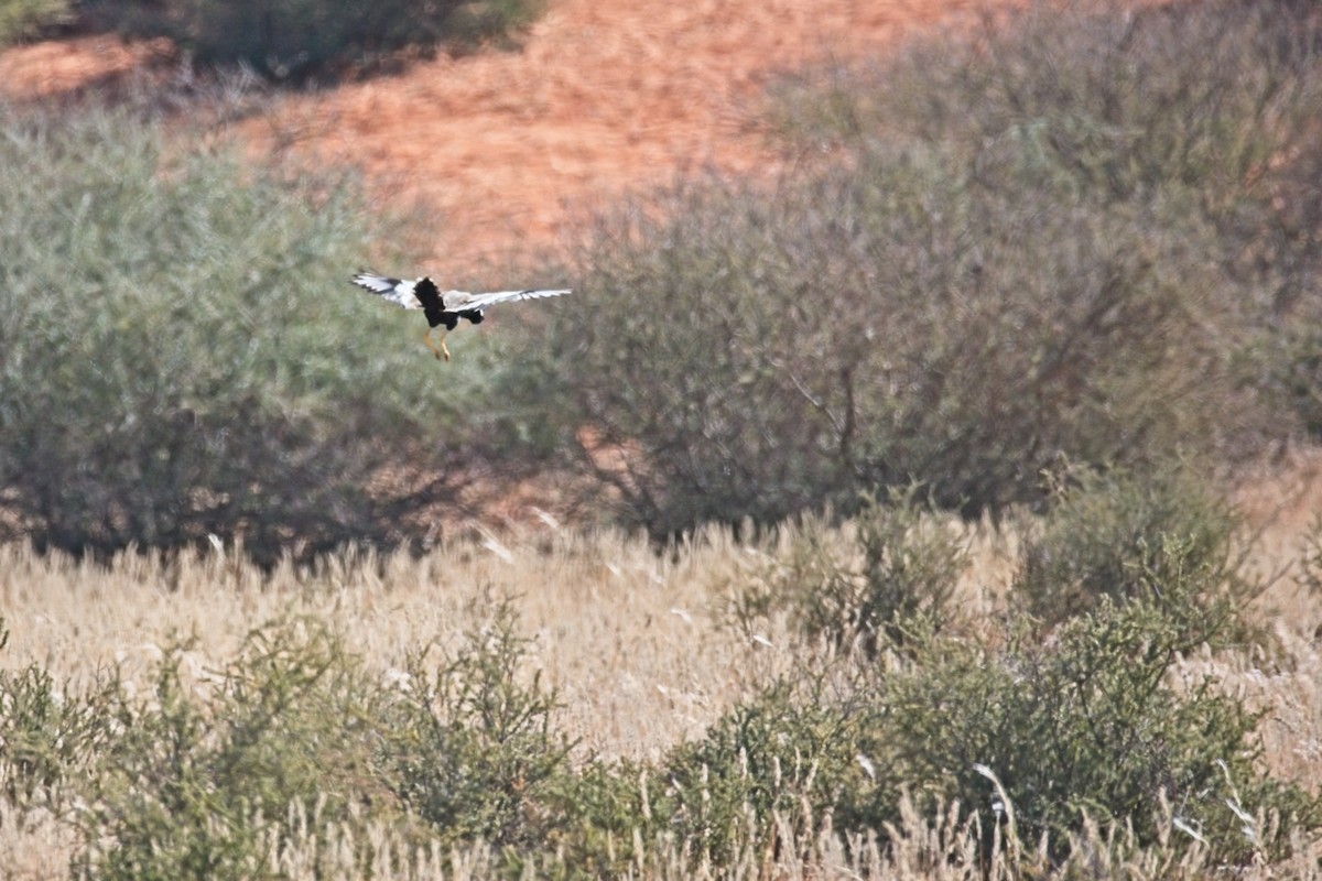 Дрохва світлокрила - ML647241064