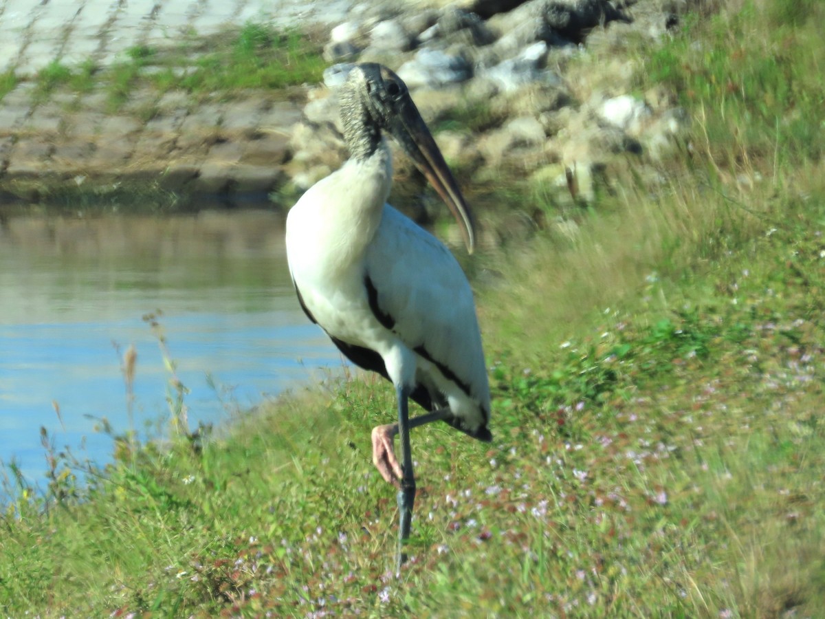 Міктерія - ML647241065