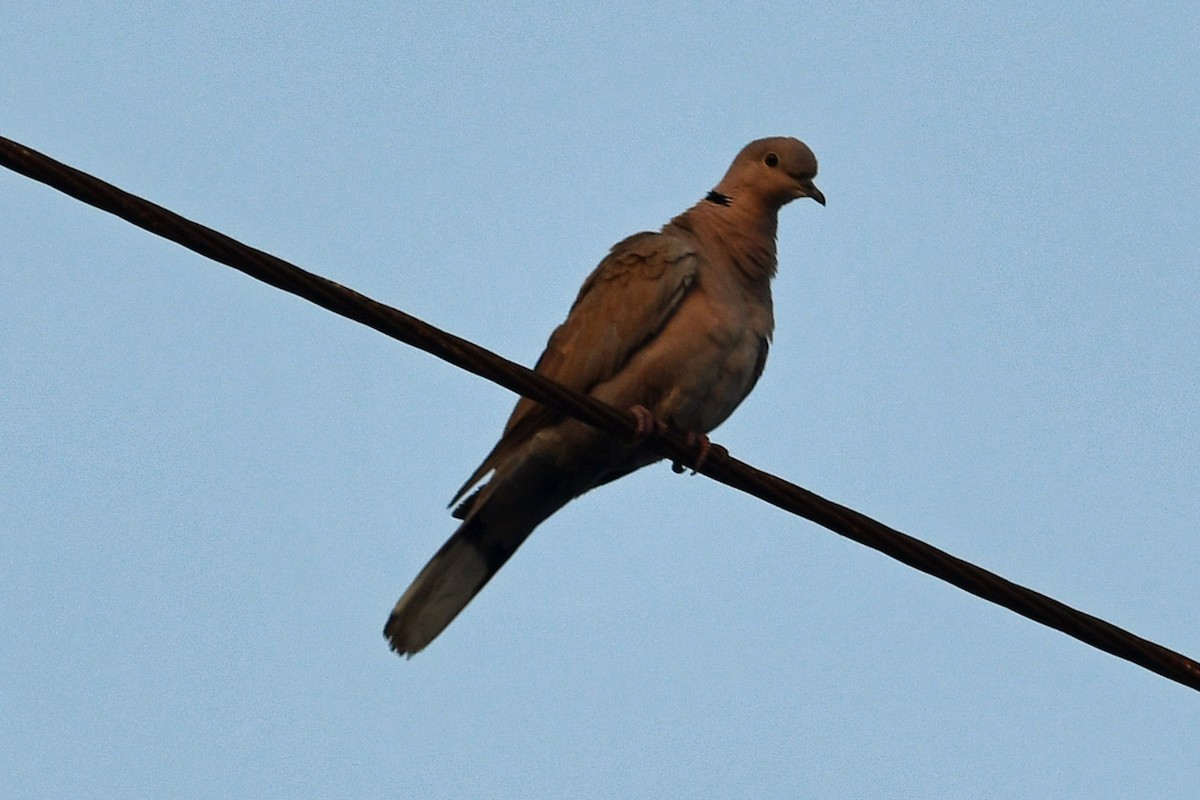 Горлиця садова - ML647241066