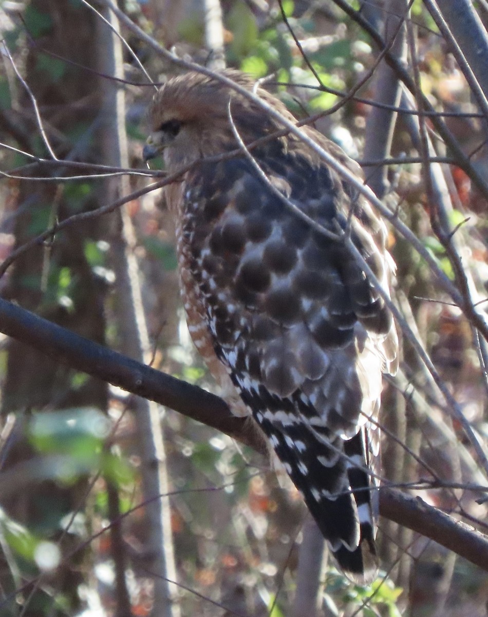 Канюк рудоплечий - ML647241067