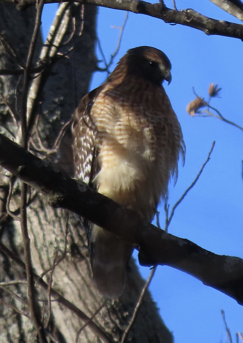 Канюк рудоплечий - ML647241068