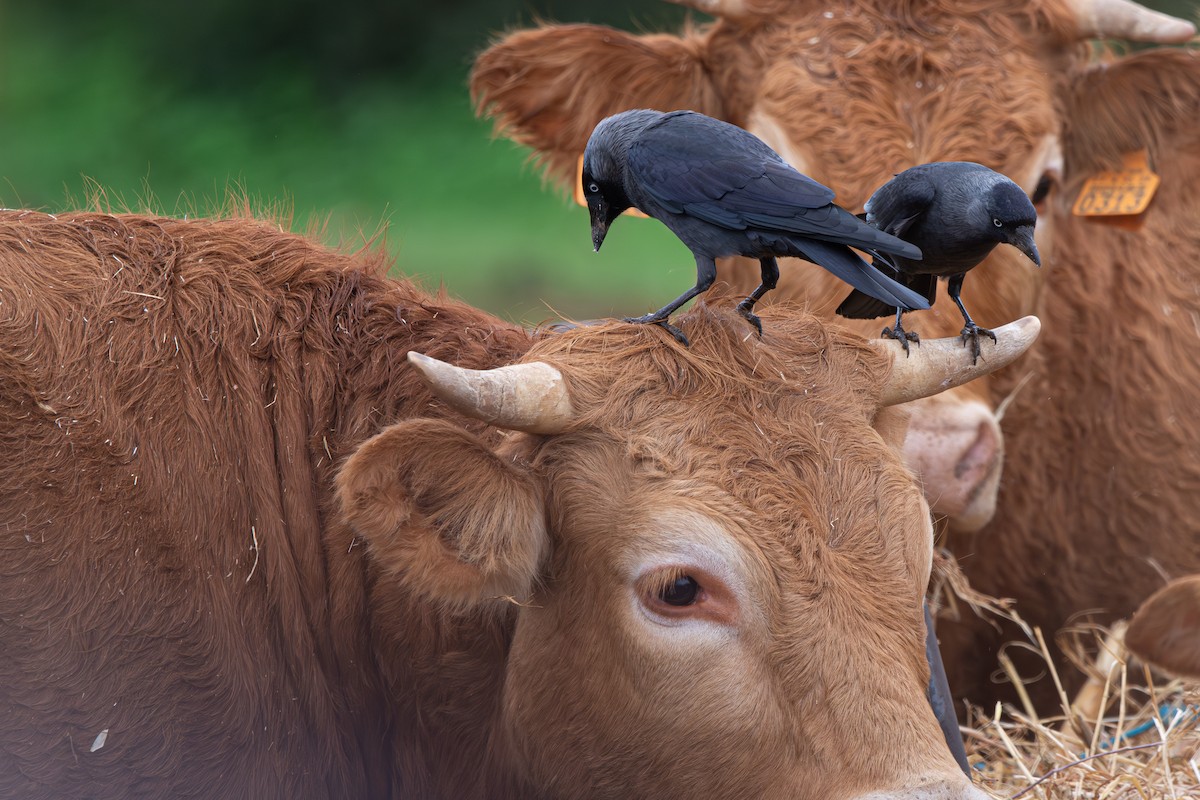 Галка звичайна - ML647241069