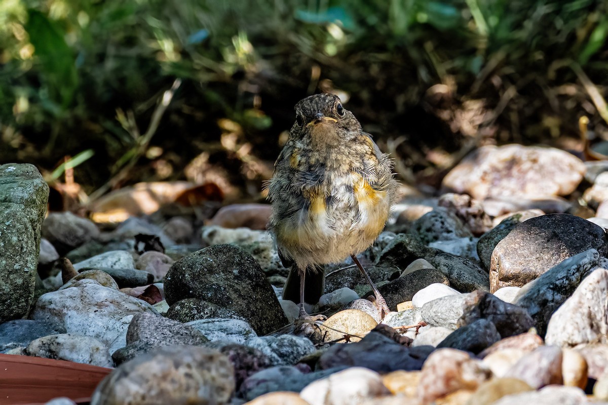 Вільшанка - ML647241070
