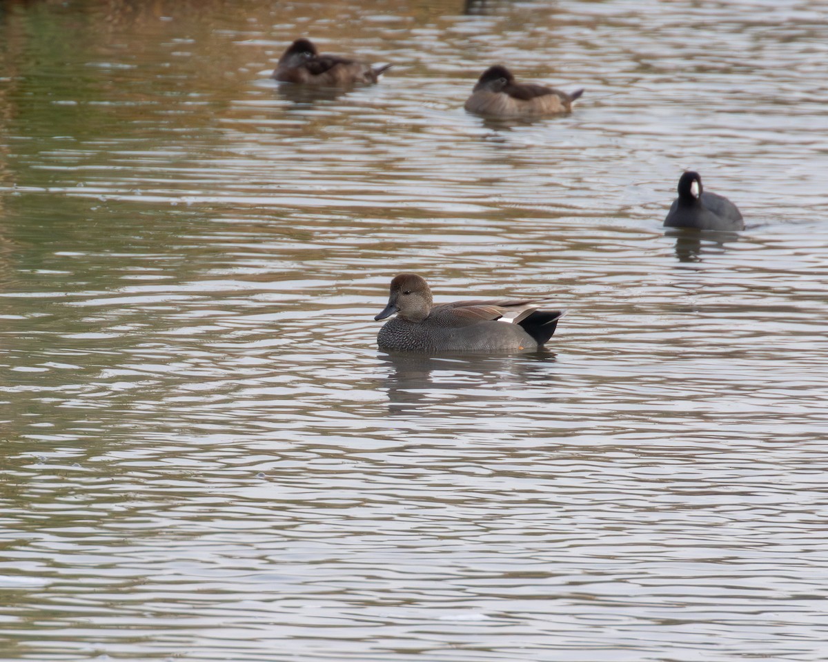 Нерозень - ML647241071