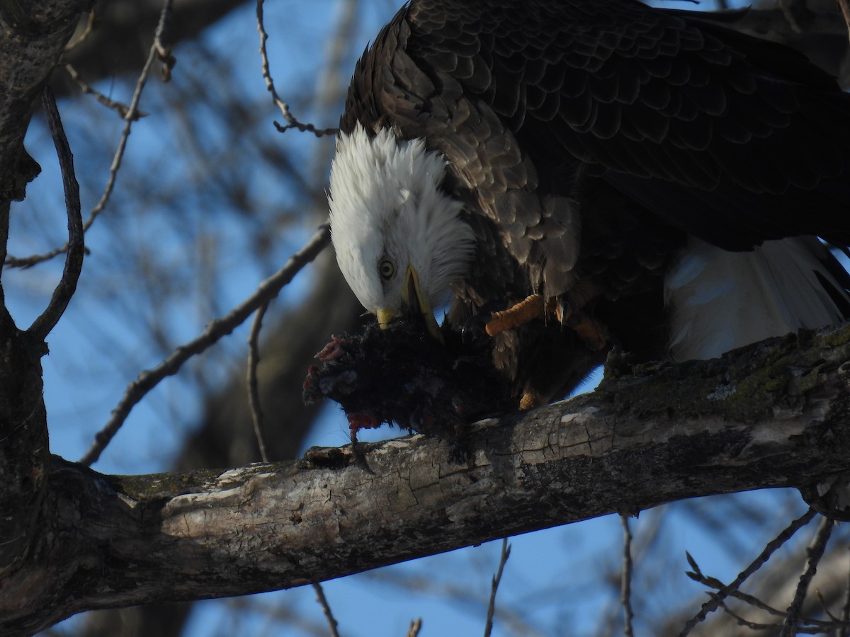 Орлан білоголовий - ML647241072