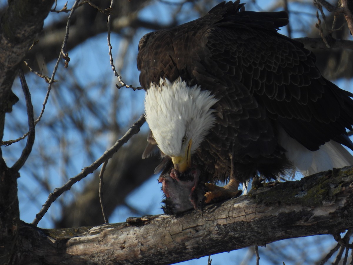 Орлан білоголовий - ML647241073
