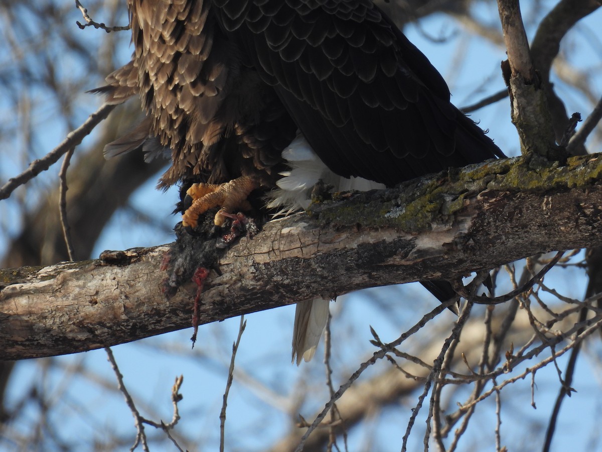 Орлан білоголовий - ML647241074