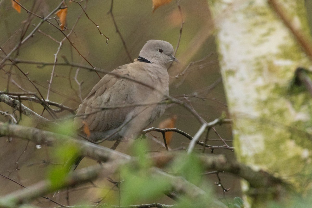 Горлиця садова - ML647241075