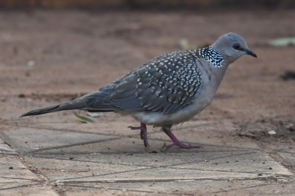 Горлиця китайська - ML647241077