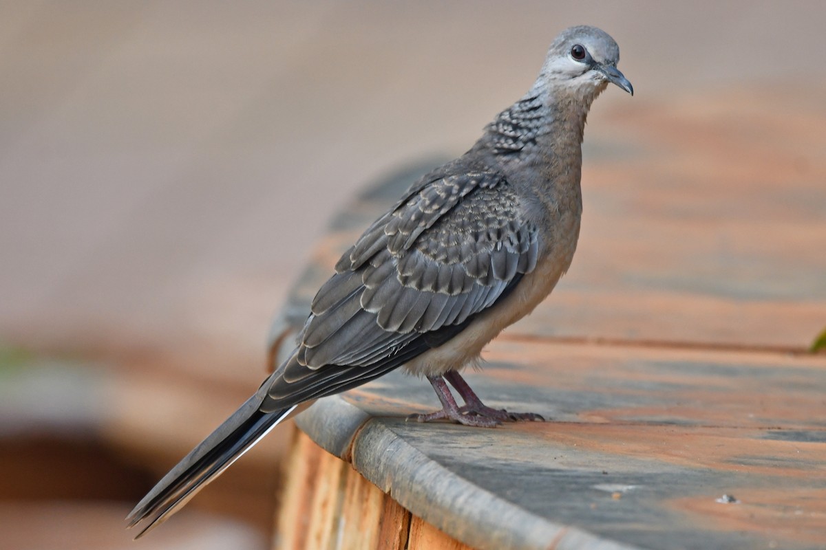 Горлиця китайська - ML647241078