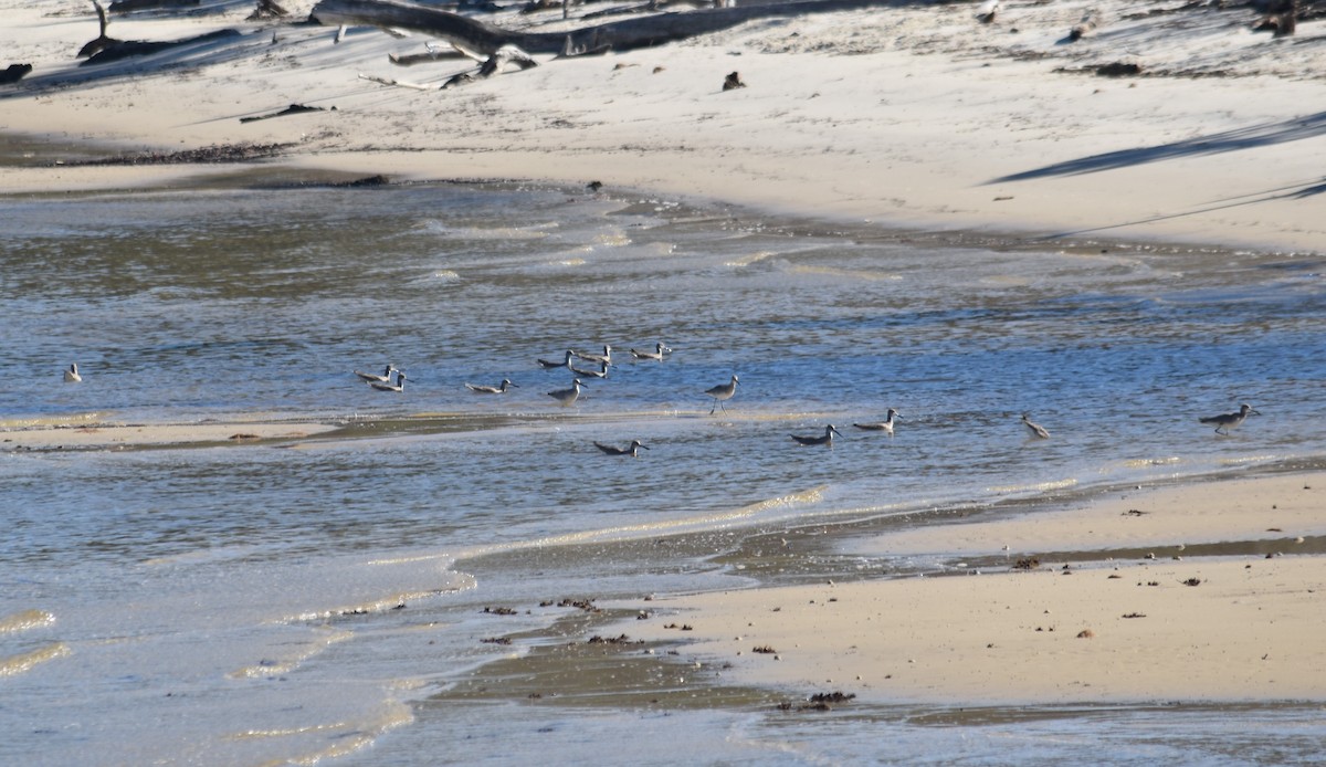 Коловодник американський - ML647241080