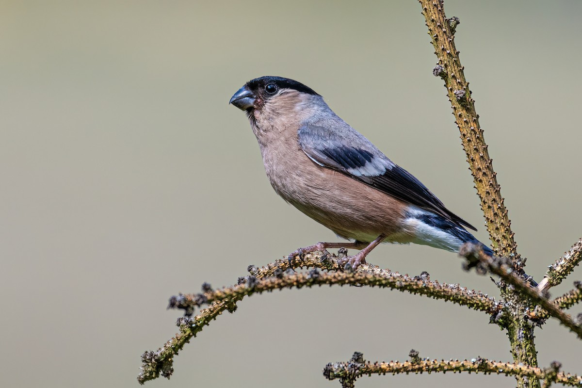 Снігур звичайний - ML647241082
