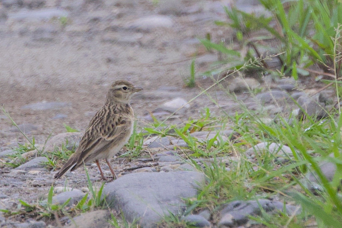 Жайворонок крихітний - ML647241084