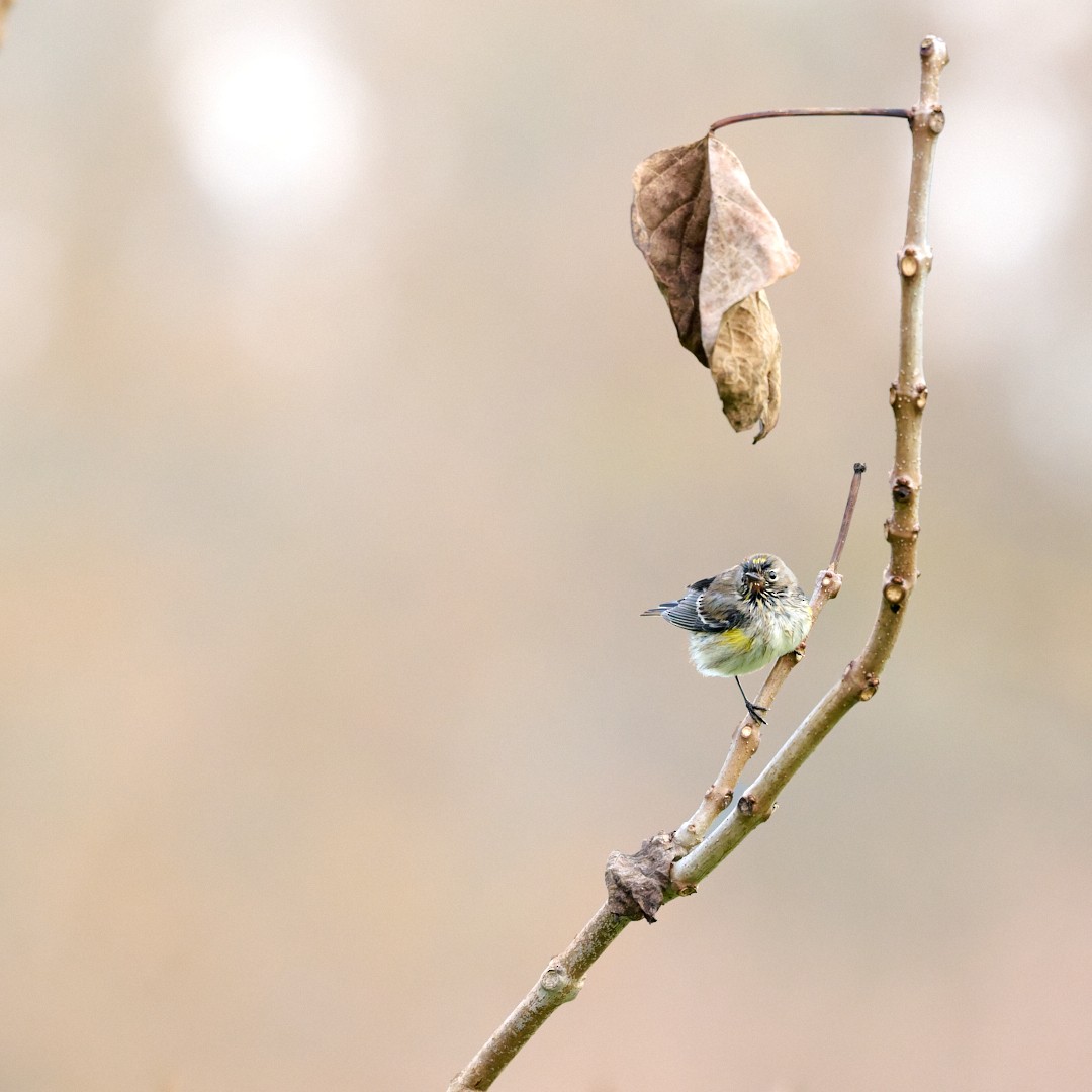 Пісняр-лісовик жовтогузий - ML647241086
