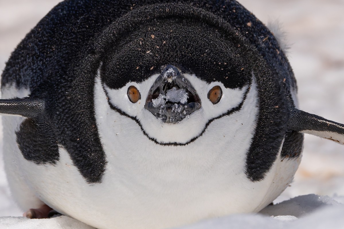 Пінгвін антарктичний - ML647241091